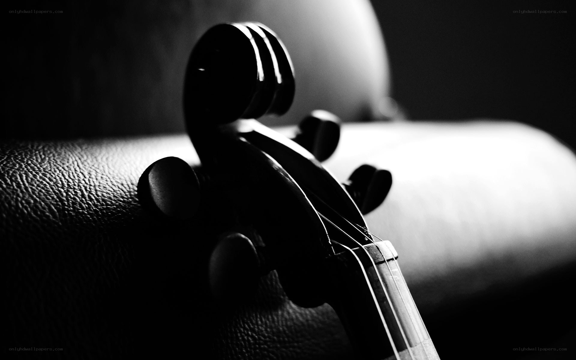 Violin headstock in silhouette