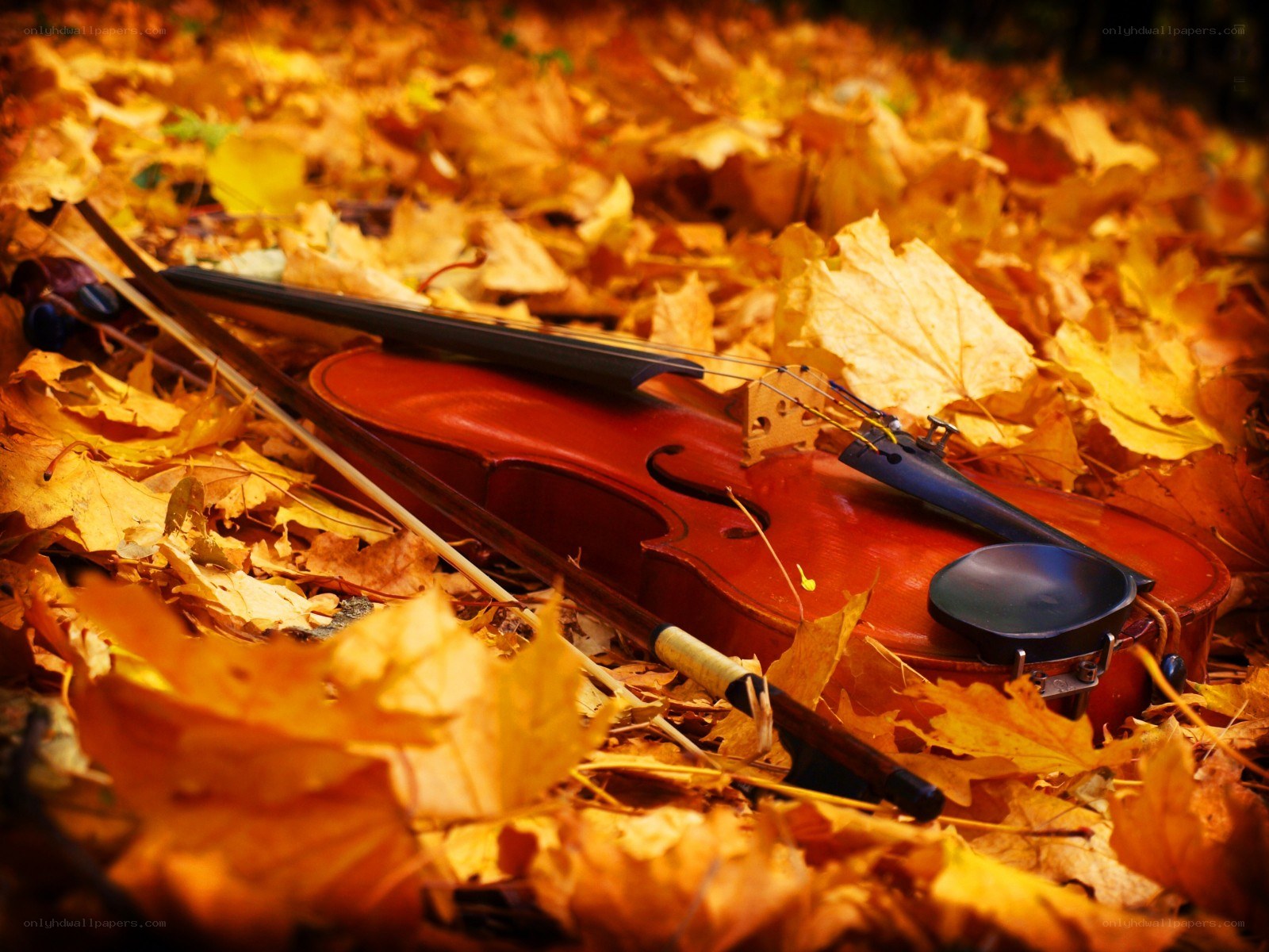 Violin in autumn leaves
