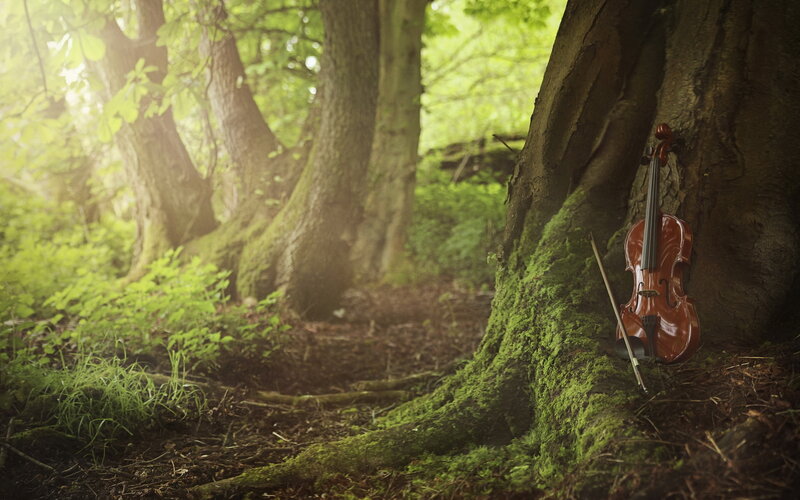 Violin in Forest
