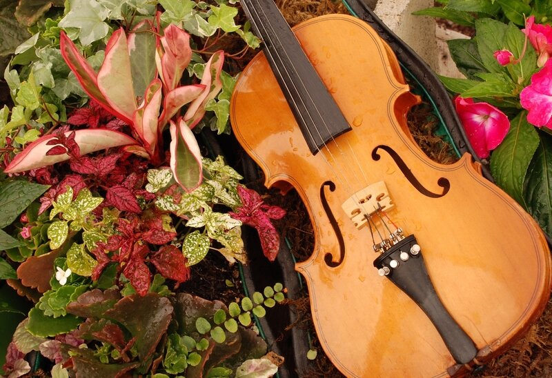 Violin in Plants