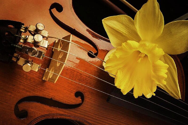 Violin with Daffodil