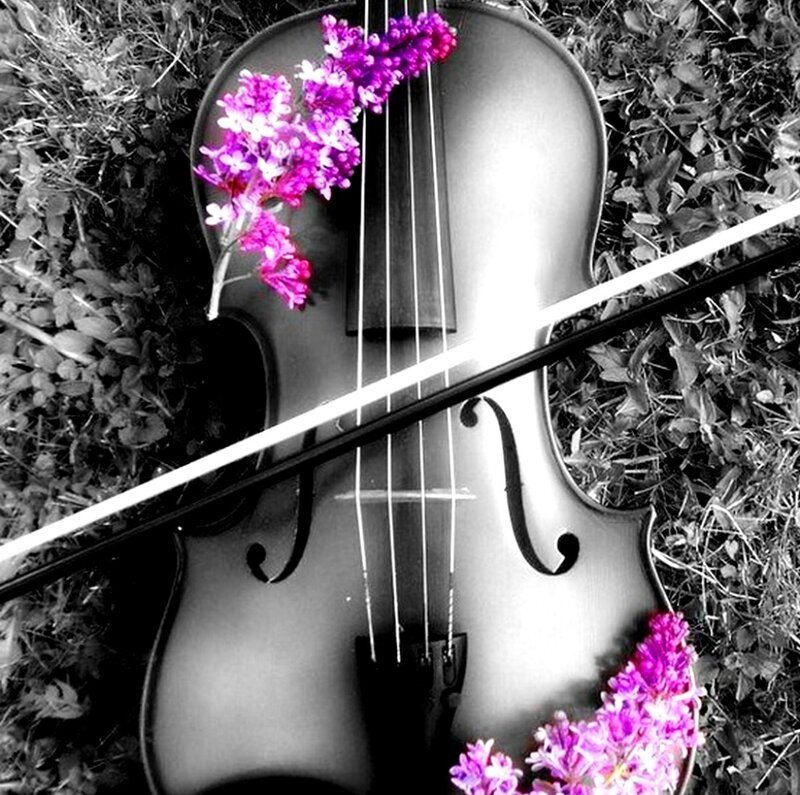 Violin with Flowers — Black