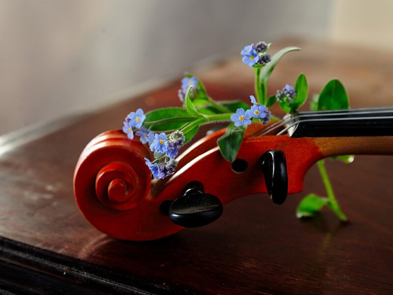 Violin with Flowers — Red