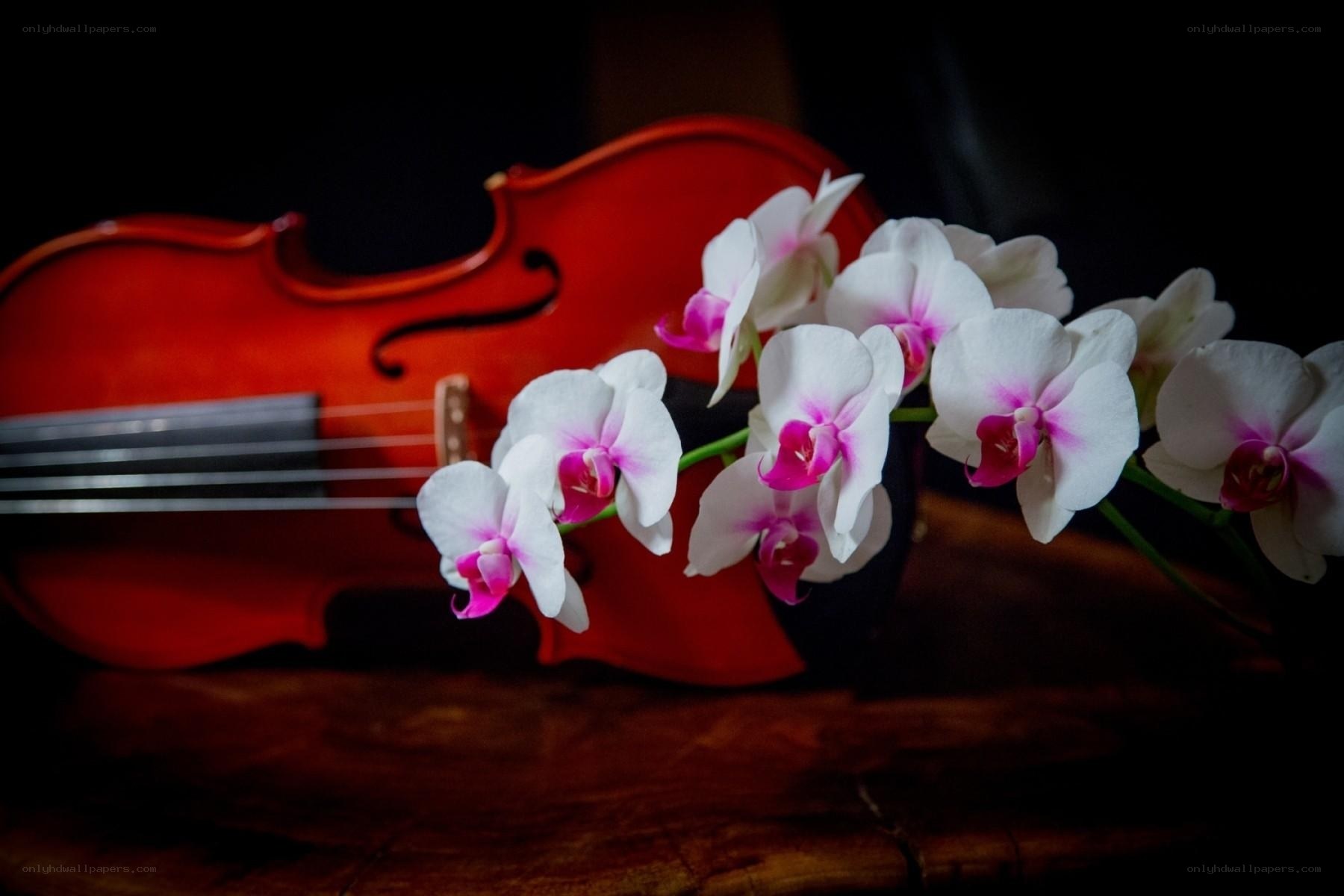 Violin with orchids
