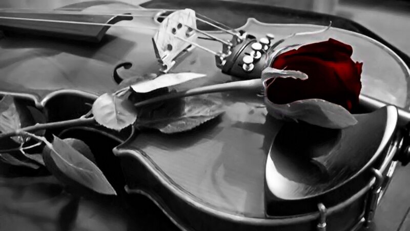 Violin with red rose