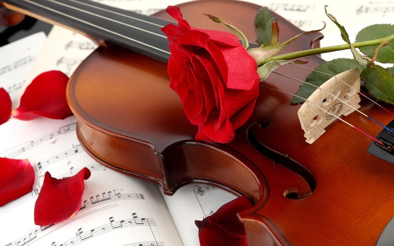 Violin with red rose