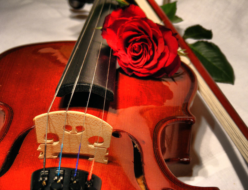 Violin with red rose