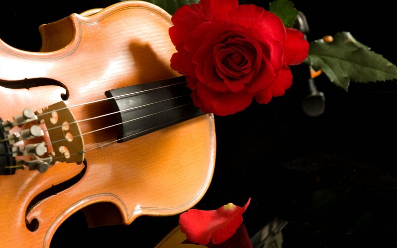 Violin with red rose