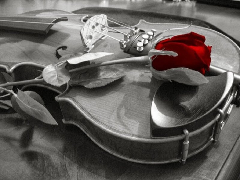 Violin with Red Rose — Black, Dramatic, Photograph