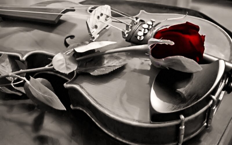 Violin with Red Rose — Black