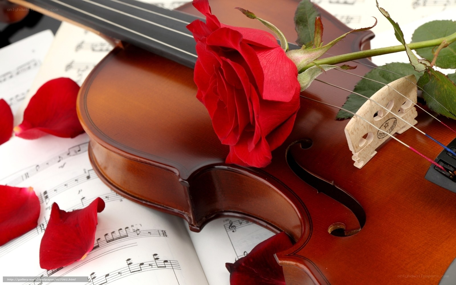 Violin with red rose