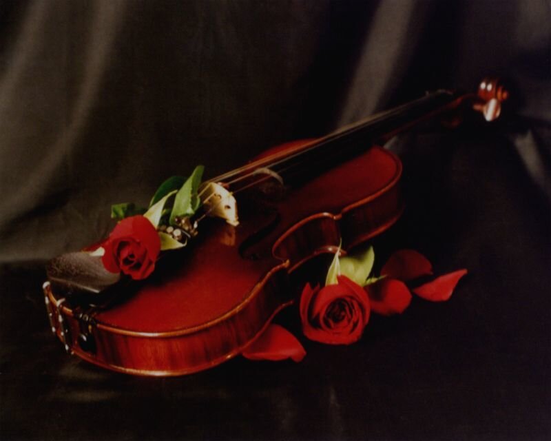 Violin with Red Roses — Dramatic, Photograph