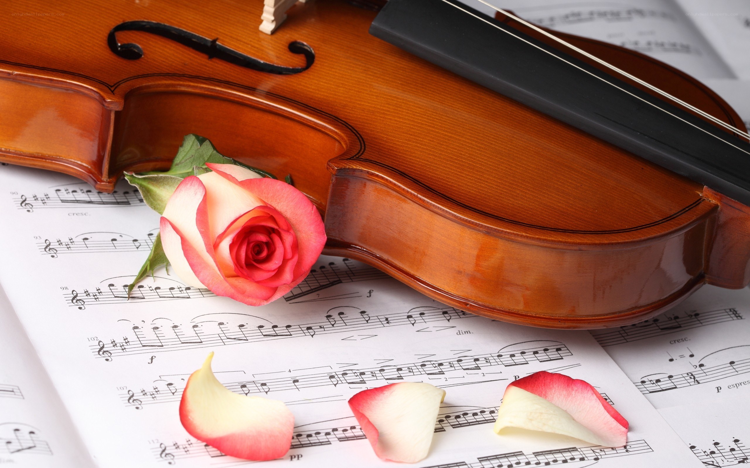 Violin with rose on sheet music