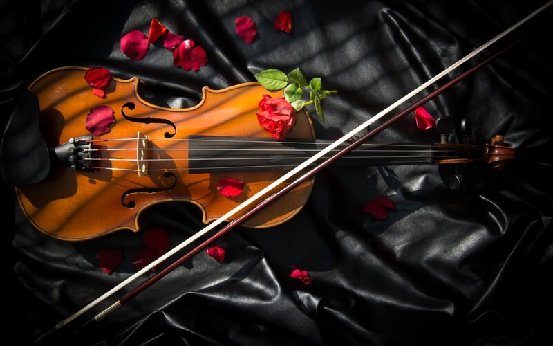 Violin with Rose Petals — Brown, Dramatic