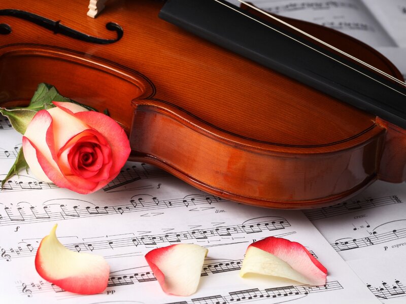 Violin with Rose Petals — Brown