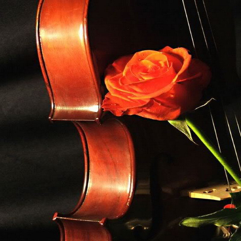 Violin with Rose — Red, Dramatic
