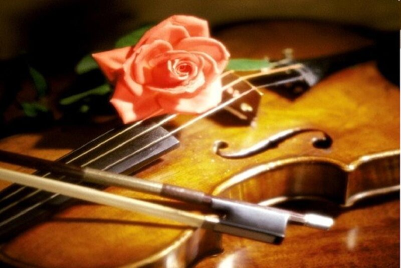 Violin with rose