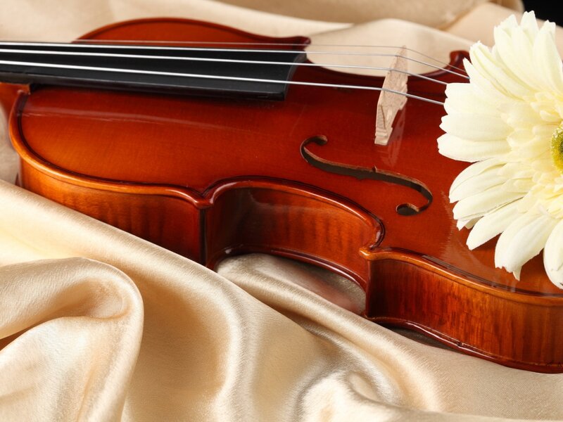 Violin with White Flower — Brown