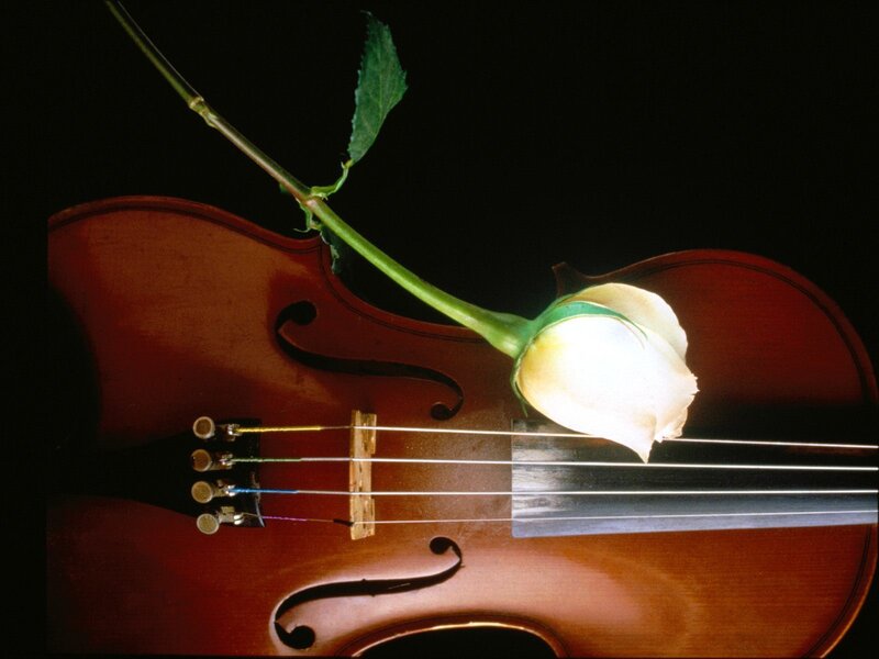 Violin with white rose
