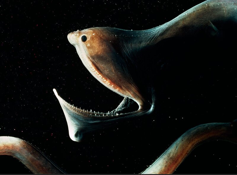 Viperfish in Deep Sea