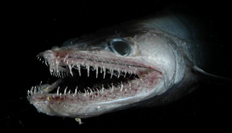 Viperfish with Open Mouth