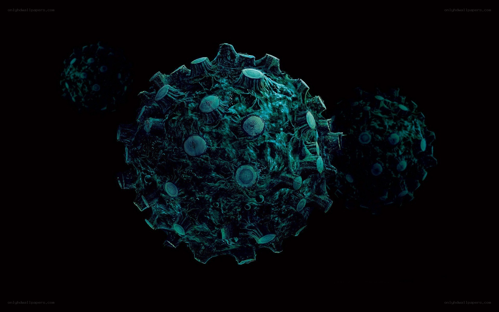 virus cell structure