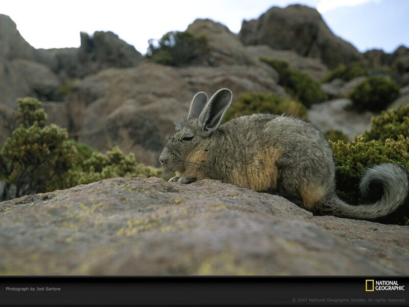 Viscacha on a Rock