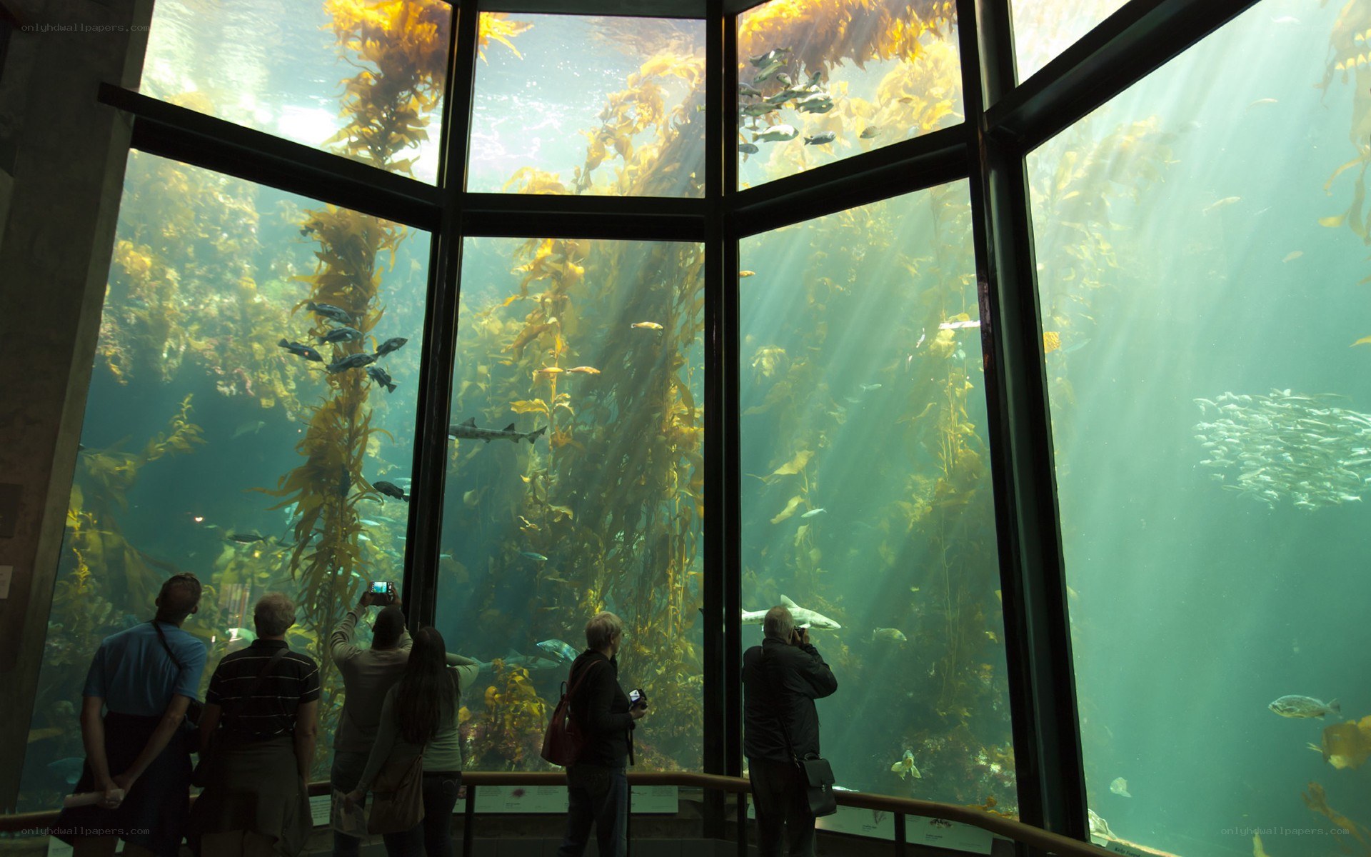 Visitors at kelp forest aquarium