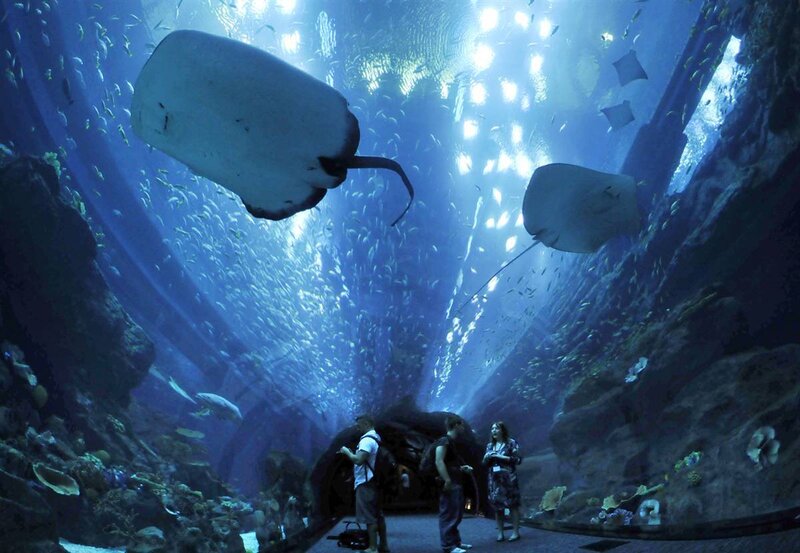 Visitors at large aquarium tunnel