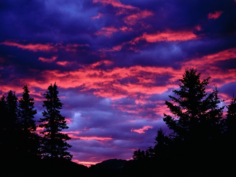 Vivid sunset over pine trees