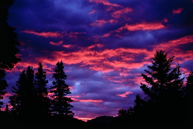 Vivid sunset over pine trees