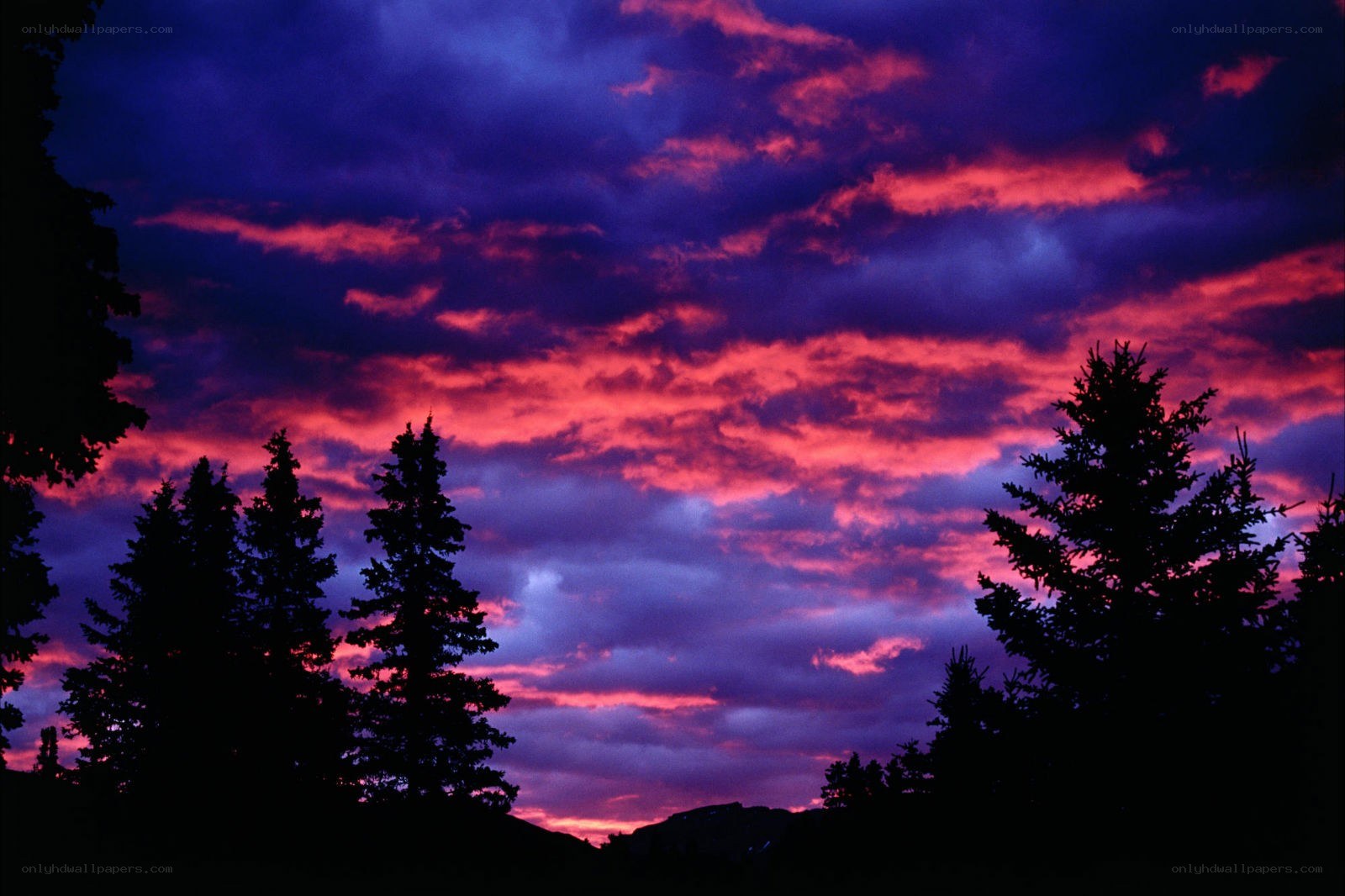 Vivid sunset over pine trees