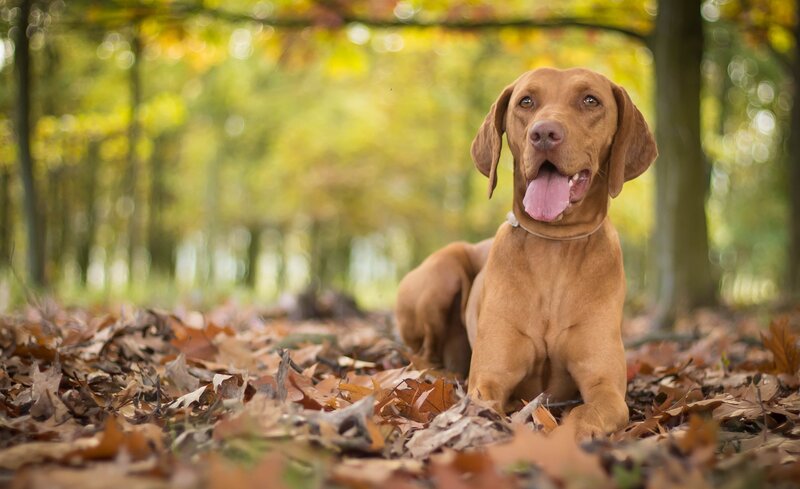 Vizsla dog in autumn leaves