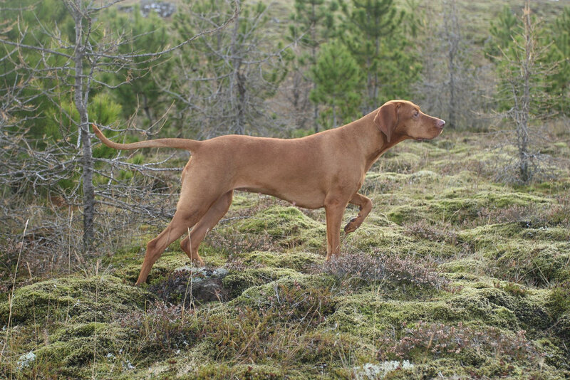 Vizsla dog in forest
