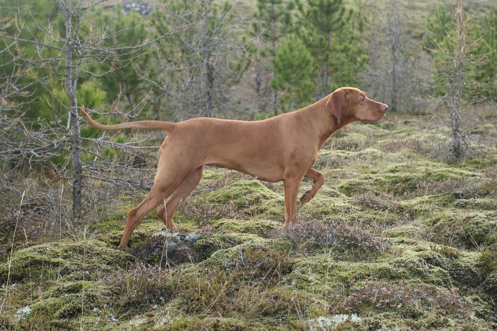 Vizsla dog in forest