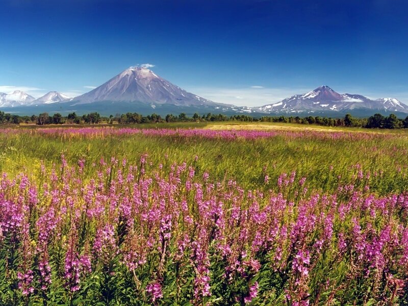 Volcanic Landscape with Flowers