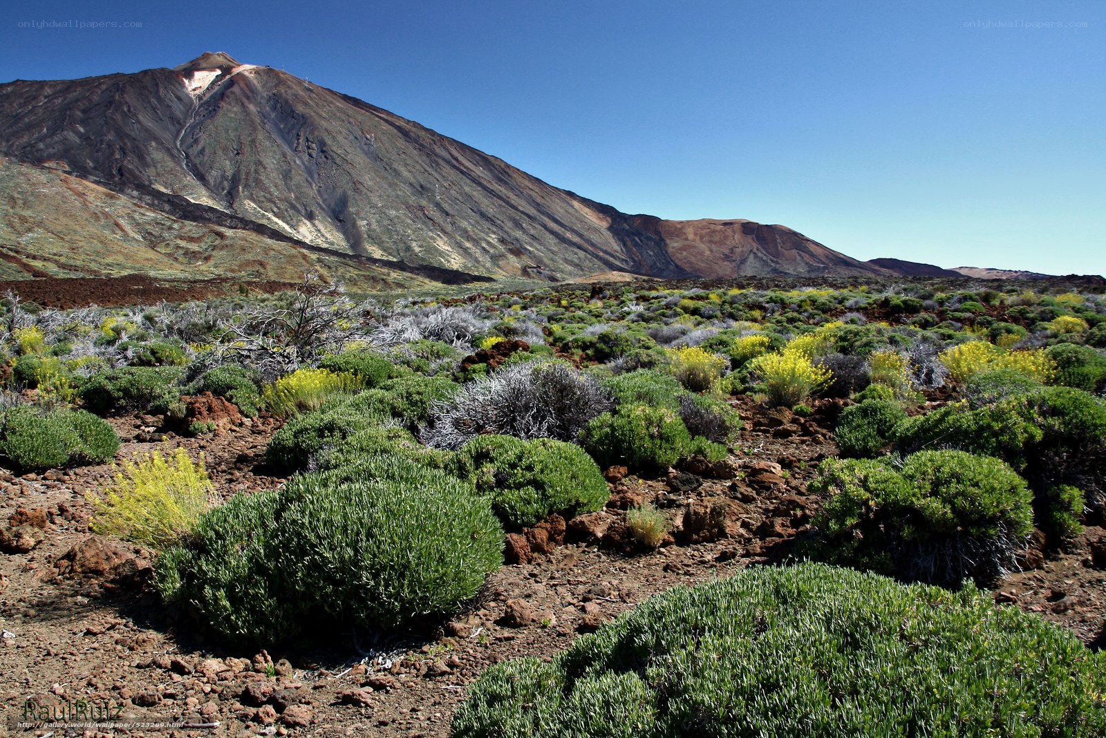 Volcanic landscape with green shrubs