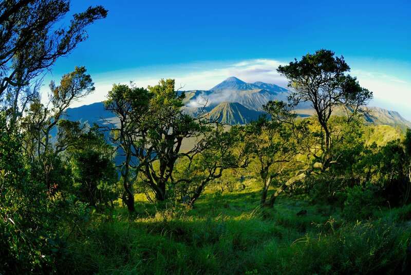 Volcanic Landscape with Trees