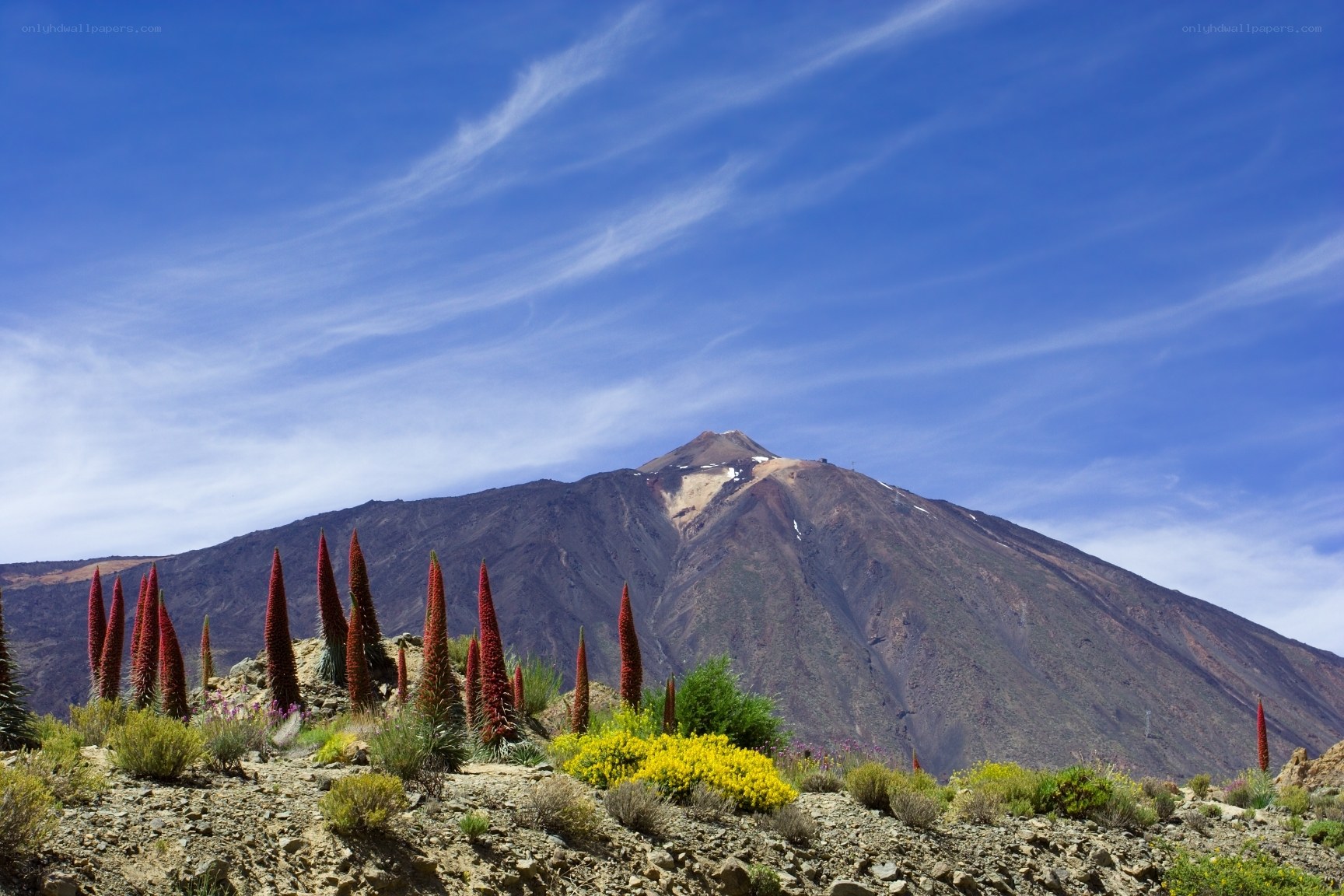 Volcanic mountain with red flowers