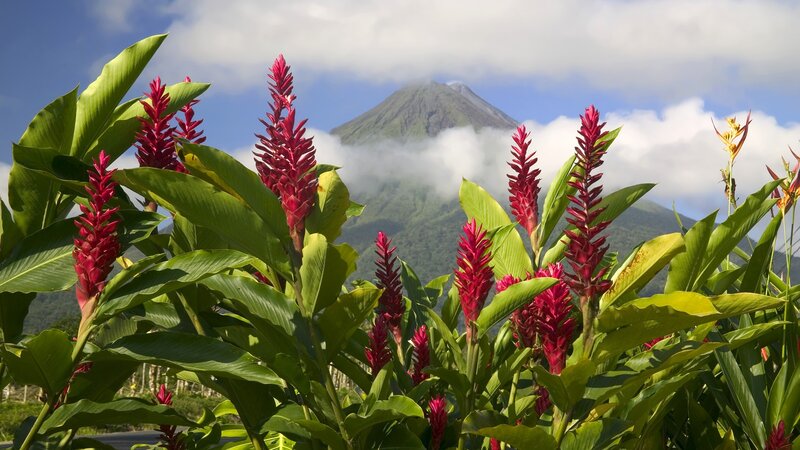 Volcano with tropical flowers