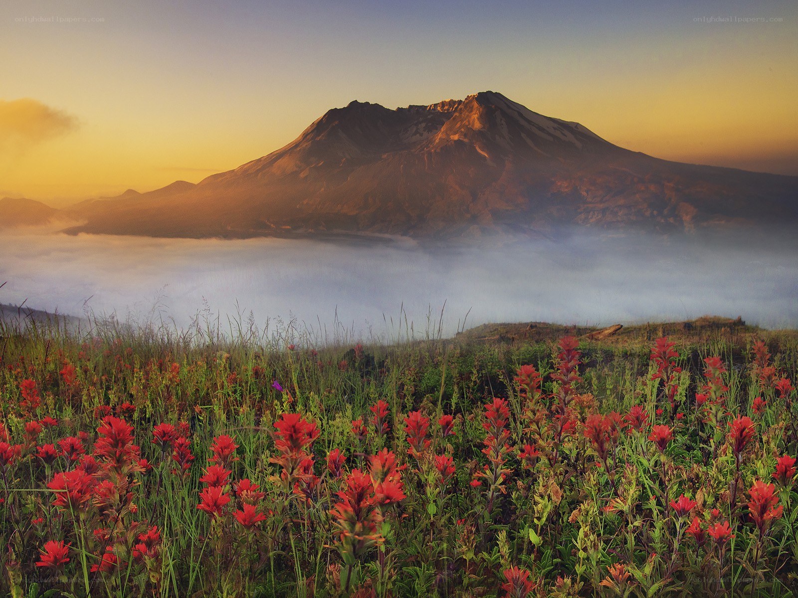 Volcano with wildflowers at sunrise
