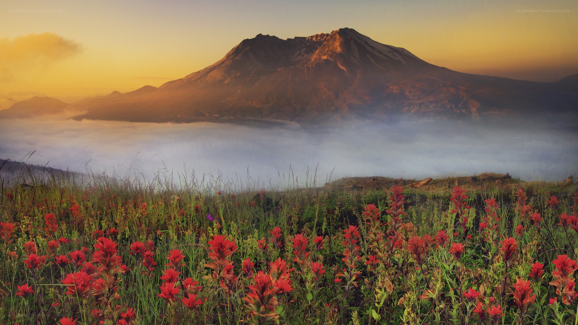 Volcano with wildflowers at sunrise