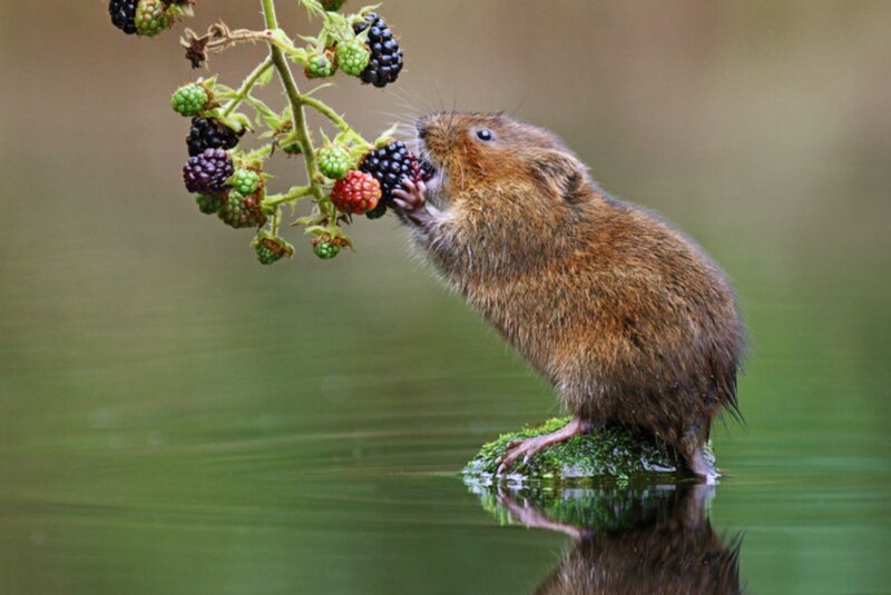 Vole Eating Blackberries — Brown