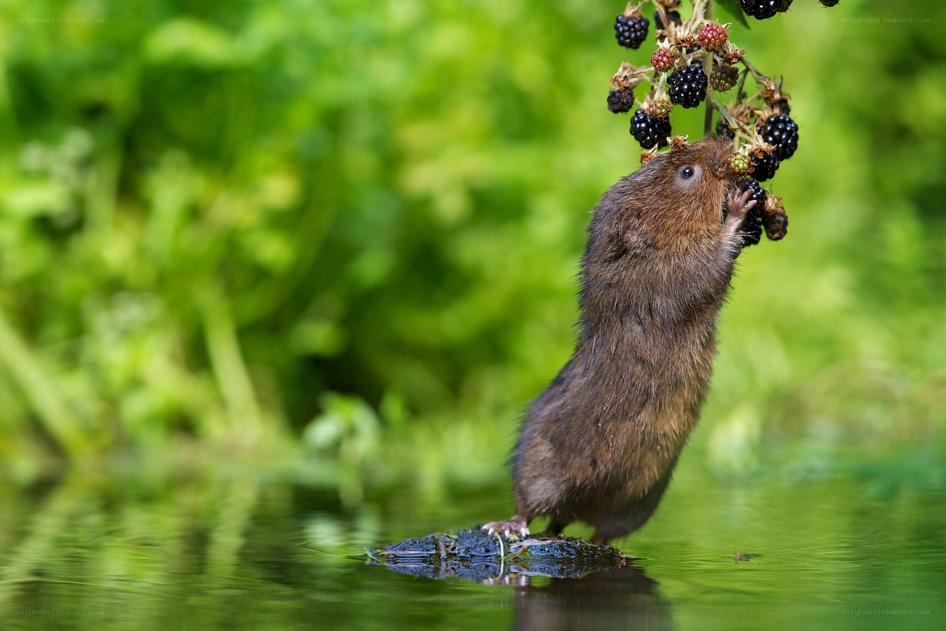 Vole eating blackberries