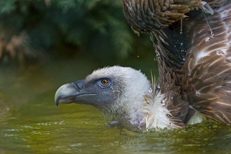 Vulture Bathing in Water
