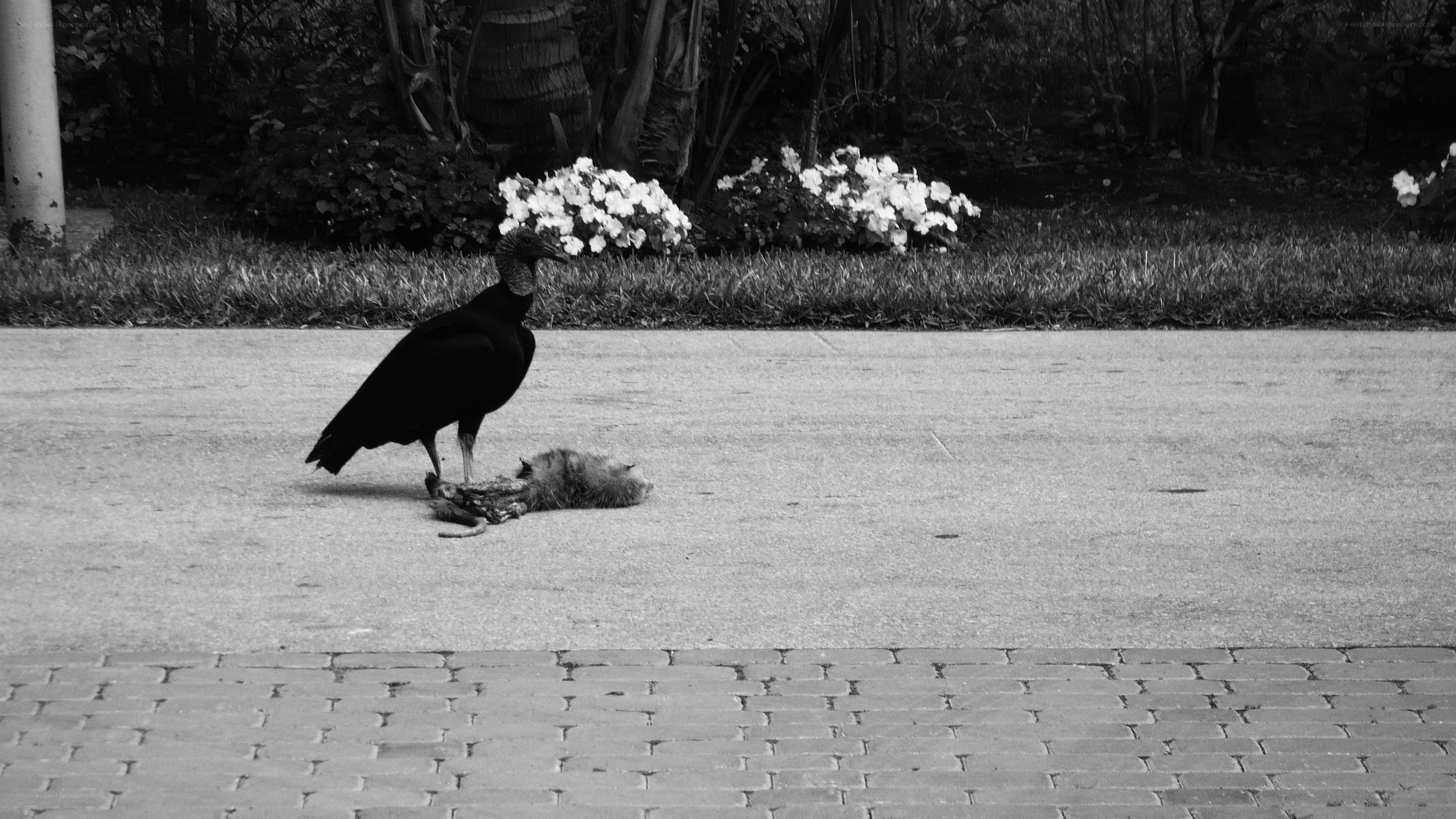 Vulture feeding on roadkill