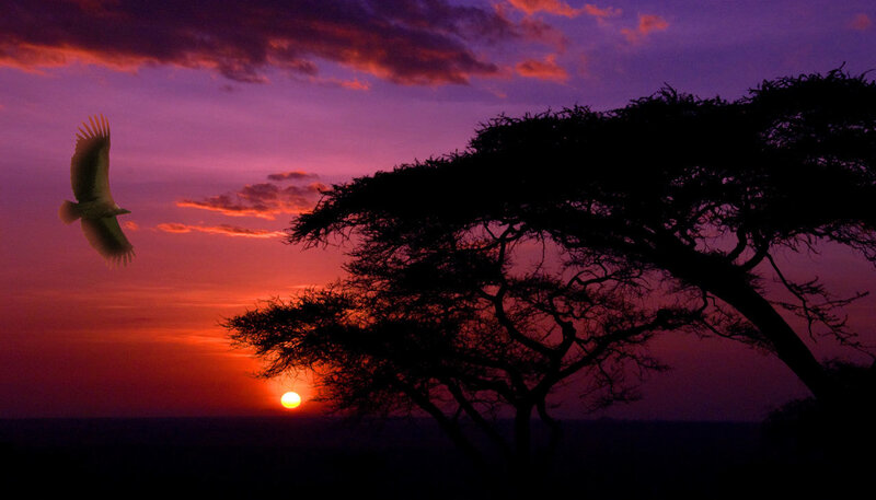 Vulture Flying at Sunset