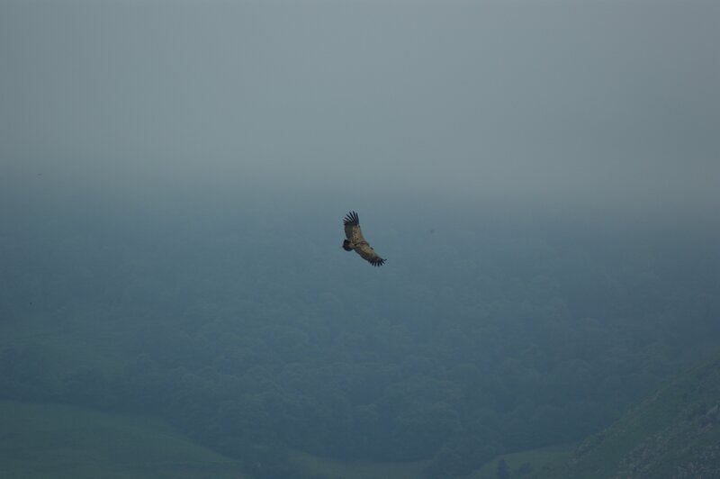 Vulture Flying in Fog — Gray
