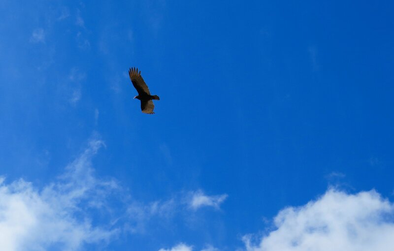 Vulture Flying in Sky