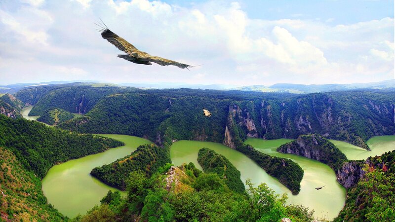 Vulture Flying over Canyon — Green, Serene, Afternoon, Photograph